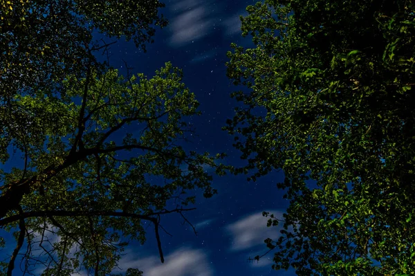 Piękne Nocne Niebo Drzewami Gwiazdami — Zdjęcie stockowe