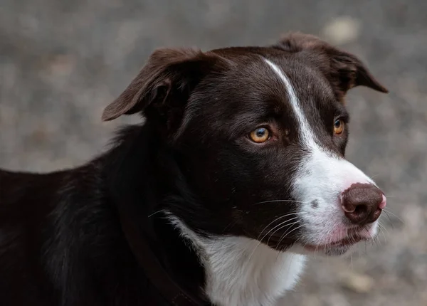 Portretul Unui Câine Drăguț — Fotografie, imagine de stoc