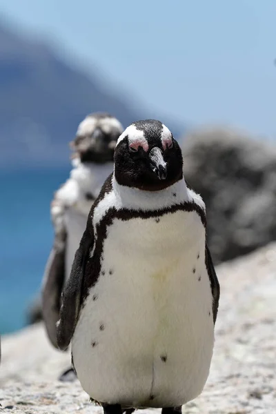 Pinguim Gentoo Praia — Fotografia de Stock