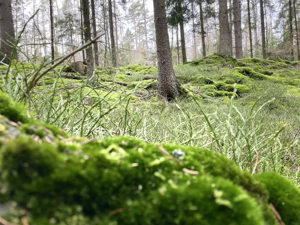 Bela Floresta Verde Com Musgo Árvores — Fotografia de Stock