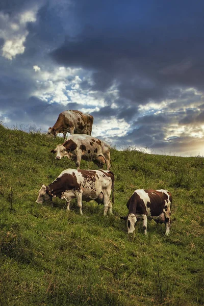 Vaches Broutant Dans Les Montagnes — Photo