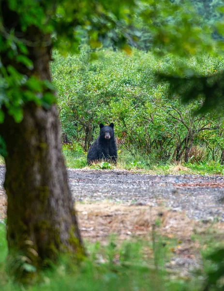 Urso Negro Floresta — Fotografia de Stock