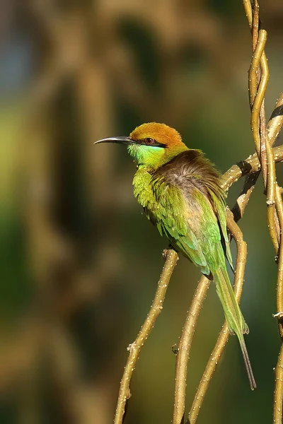 Zingfisher Alcedo Atthis Bird — стоковое фото