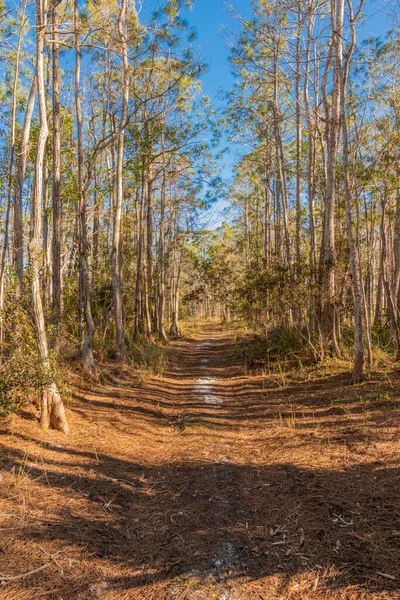 Bela Vista Trilha Floresta — Fotografia de Stock