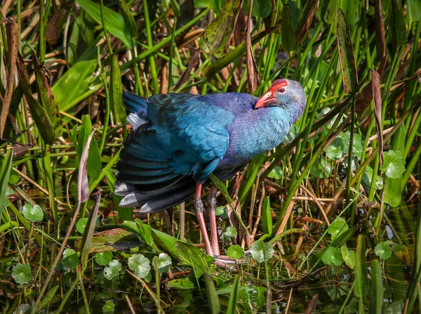 Beautiful Shot Bird Natural Habitat — Stock Photo, Image