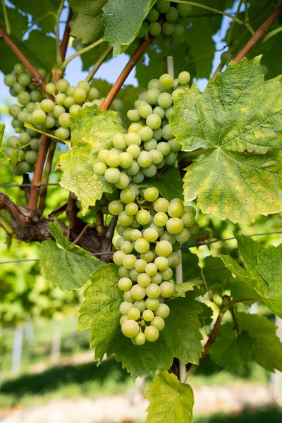 Druiven Wijnstok — Stockfoto