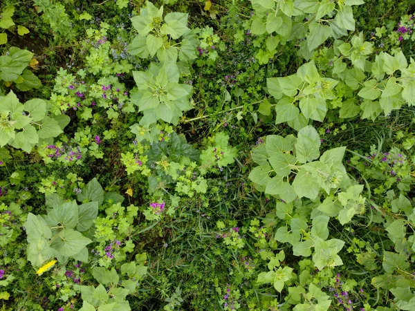 Folhas Verdes Arbusto Com Uma Grande Árvore — Fotografia de Stock