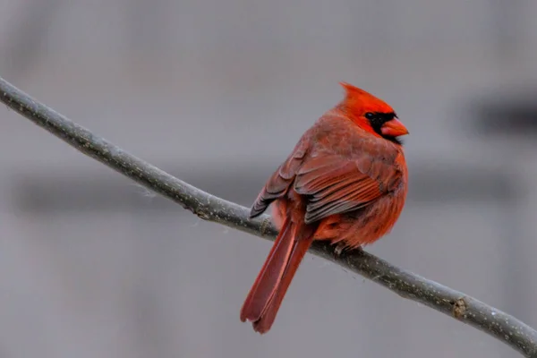 Red Headed Robin Perched Branch — Stock Photo, Image