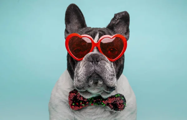 French Bulldog Sunglasses Hat Bow Tie Glasses Blue Background — Stock Photo, Image