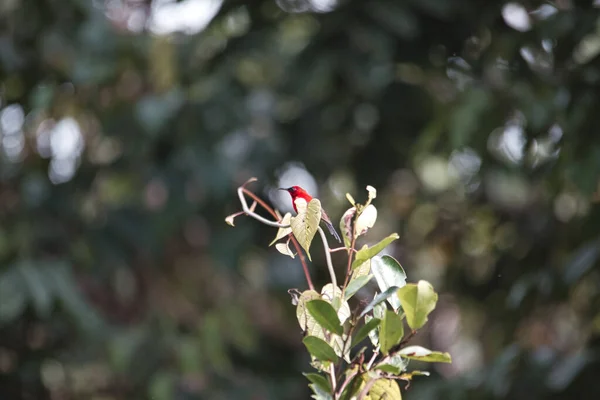 서식지에 — 스톡 사진