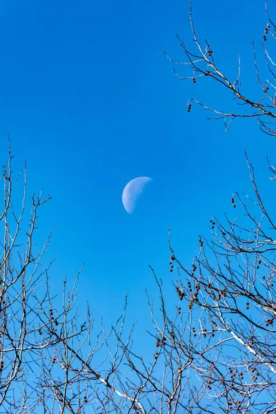 Ramos Árvores Céu — Fotografia de Stock