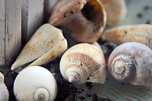 Conchas Marinas Sobre Fondo Blanco — Foto de Stock