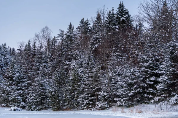 Vackert Vinterlandskap Med Snötäckta Träd — Stockfoto