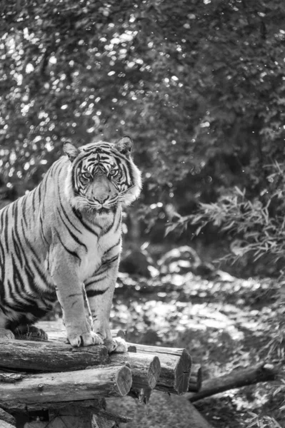 動物園の白い虎 — ストック写真