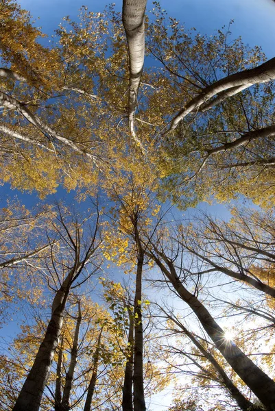 Herfstbladeren Het Bos — Stockfoto