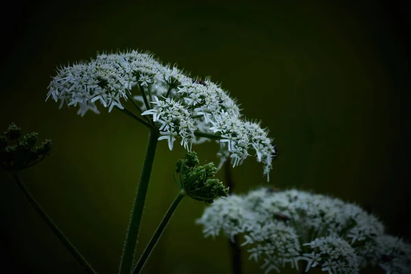 Hermoso Plano Botánico Fondo Pantalla Natural — Foto de Stock