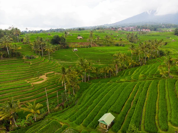 Όμορφο Τοπίο Των Ορυζώνες Στο Μπαλί Ινδονησία — Φωτογραφία Αρχείου