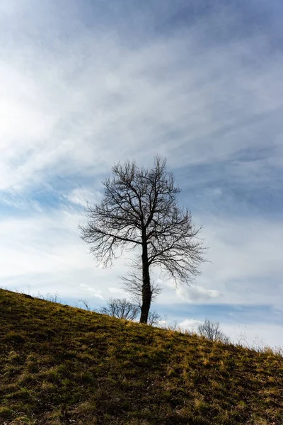 Einsamer Baum Auf Dem Hintergrund Eines Berges — Stockfoto