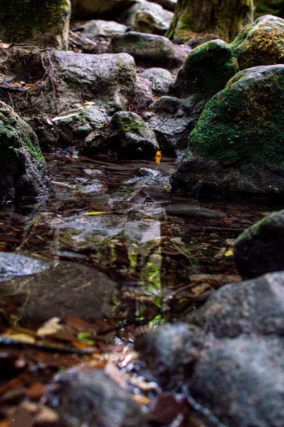 Belle Cascade Dans Forêt — Photo