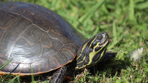 Черепаха Траве — стоковое фото