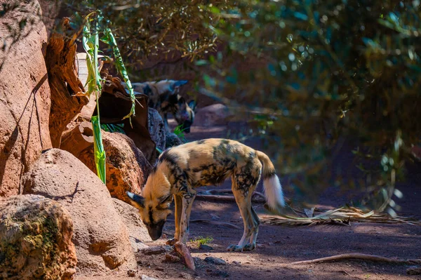 Una Bella Foto Cervo Allo Zoo — Foto Stock