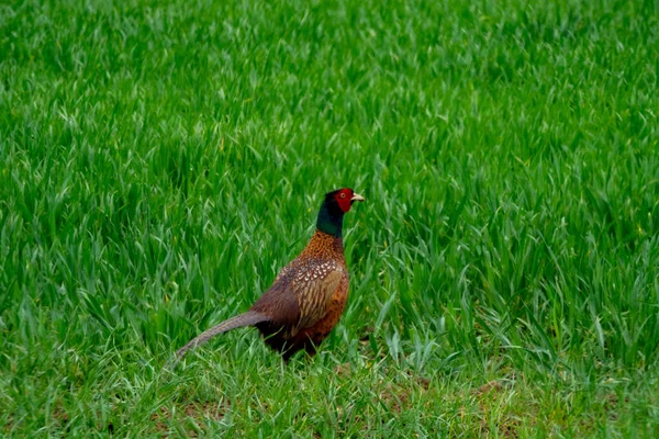 Een Mooie Vogel Het Gras — Stockfoto