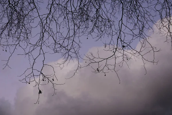 Branches Arbres Dans Forêt — Photo