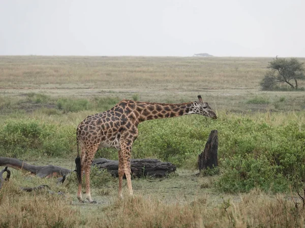 Una Giraffa Nella Savana Kenya — Foto Stock