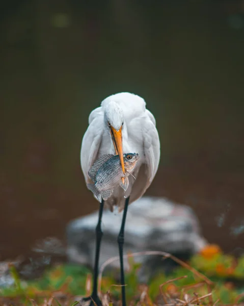 Beyaz Bir Kuşun Yakın Çekimi — Stok fotoğraf