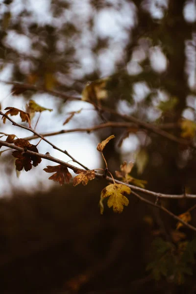Красивые Осенние Листья Лесу — стоковое фото