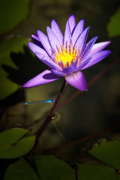 Mooie Lotusbloem Vijver — Stockfoto