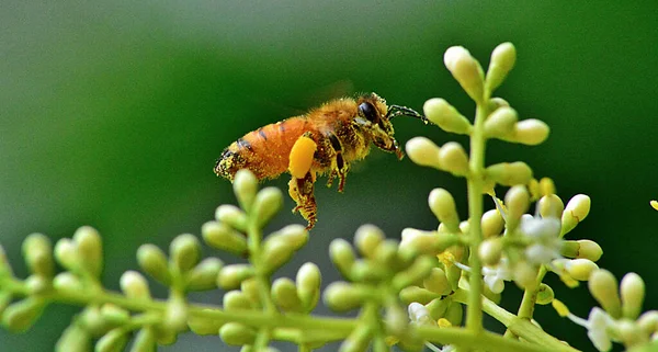 Egy Közeli Kép Egy Méhről Egy Virágon — Stock Fotó