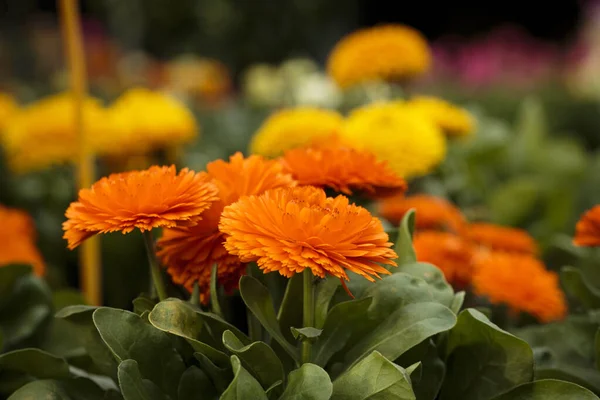 Mooie Bloemen Tuin — Stockfoto