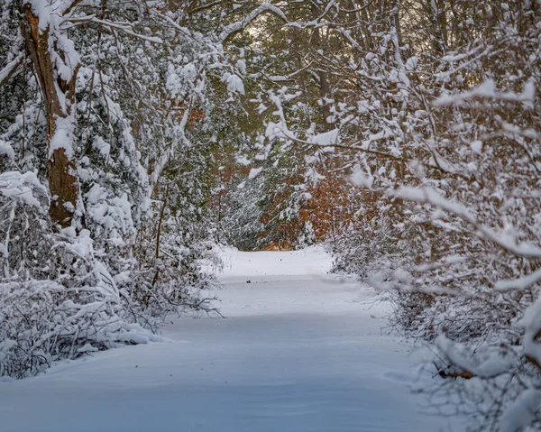 Beau Paysage Hivernal Avec Des Arbres Enneigés — Photo