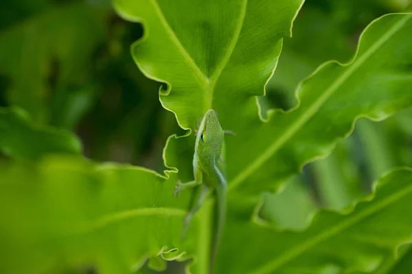 Зеленый Лист Капельками Росы — стоковое фото