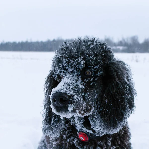 Собака Снігу — стокове фото