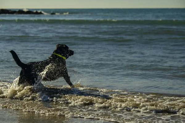 Siyah Köpek Sahilde — Stok fotoğraf