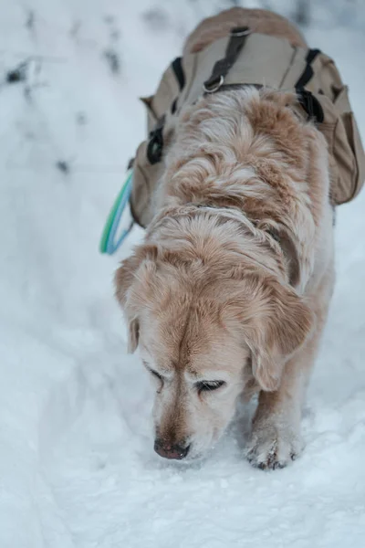 雪の中の犬の品種の肖像 — ストック写真