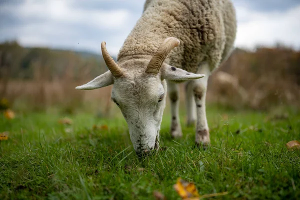 Young Goat Standing Meadow — Stock Photo, Image