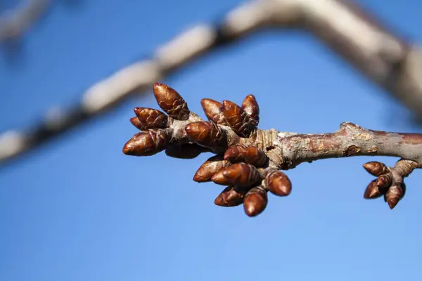 Gros Plan Une Branche Arbre Ciel Bleu — Photo