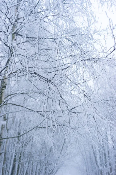 Talvi Maisema Lumen Peitossa Puita — kuvapankkivalokuva