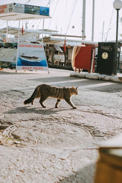 Gato Porto Mar Mediterrâneo Norte Israel — Fotografia de Stock