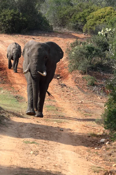 Young Elephant Savannah Kenya — Stock Photo, Image