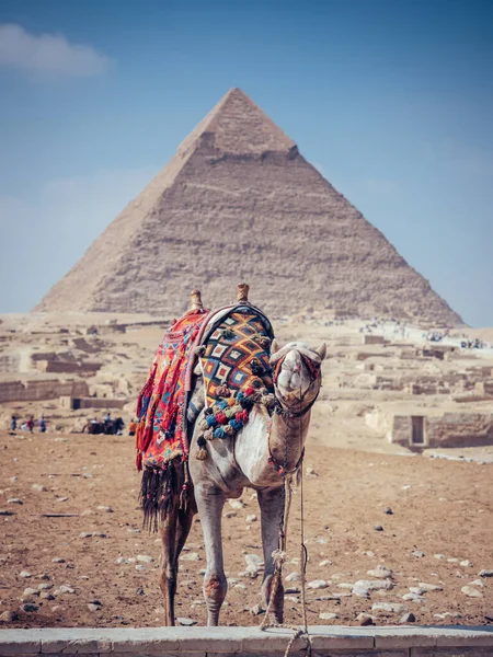 Верблюда Пустыне — стоковое фото