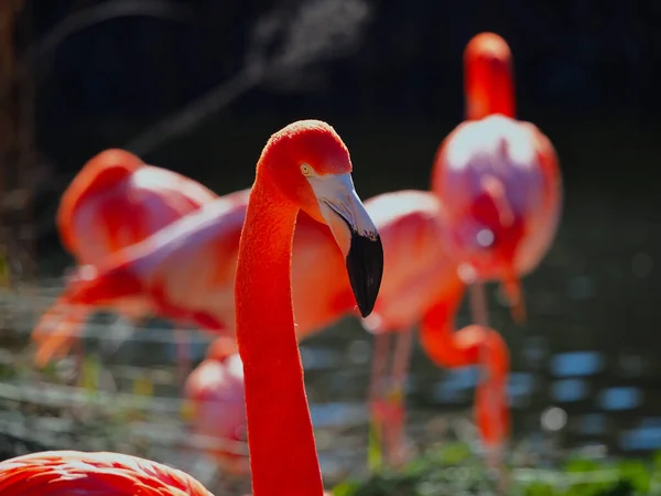 Belo Flamingo Parque — Fotografia de Stock