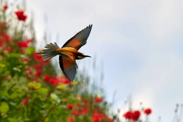 Beautiful Bird Nature Fauna — Stock Photo, Image