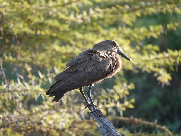 Black Headed Heron Sitting Tree Branch — Stock Photo, Image