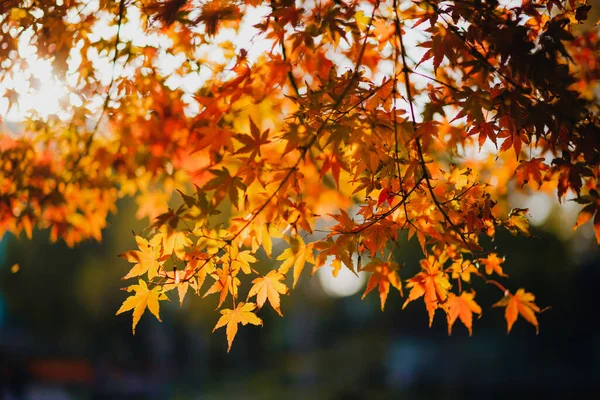 Beautiful Red Autumn Leaves Park — Stock Photo, Image