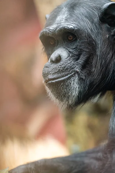 Portrait Gros Plan Chimpanzé Mignon — Photo