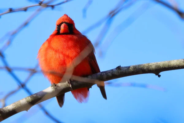 小さな鳥を間近に見ることができます — ストック写真